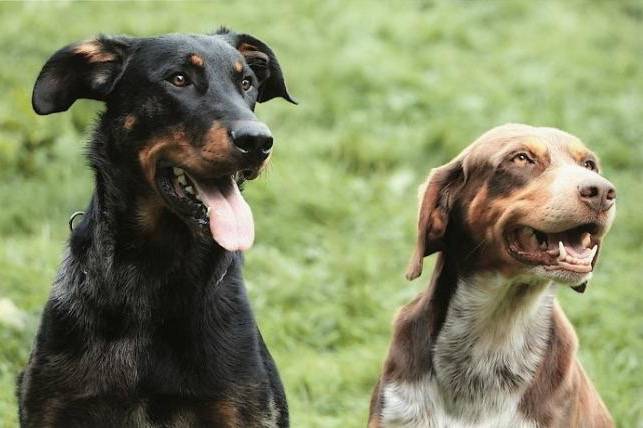 C'lo Can Chiné Blue de Pré des Anges - Beauceron