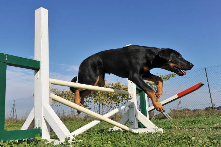 Un Beauceron qui saute par dessus un obstacle