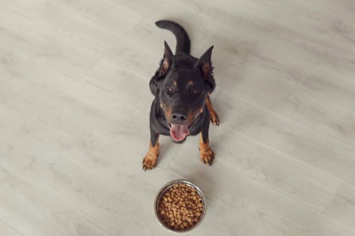 Un Beauceron assis devant sa gamelle  attend l'autorisation de son propriétaire pour manger