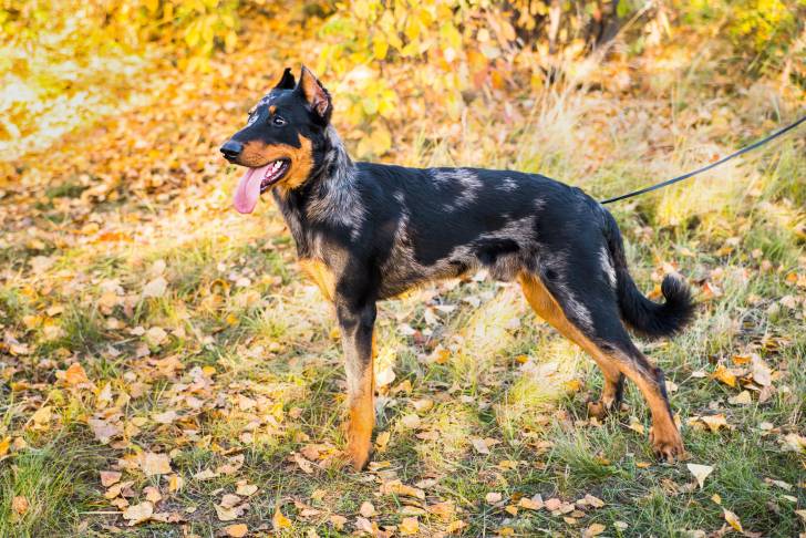 Un Beauceron tenu en laisse lors d'une promenade 