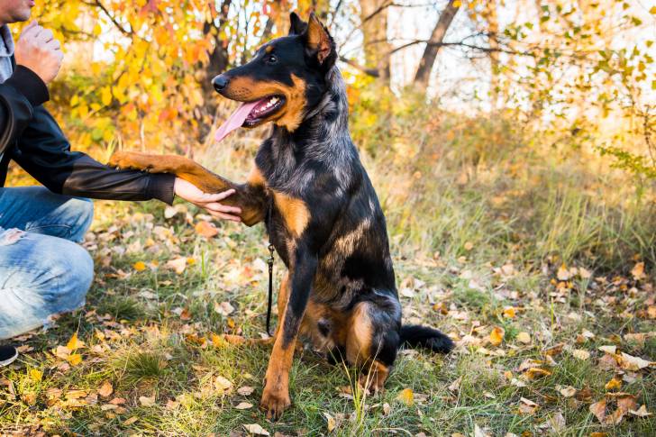 Un Beauceron qui donne la patte à sa propriétaire
