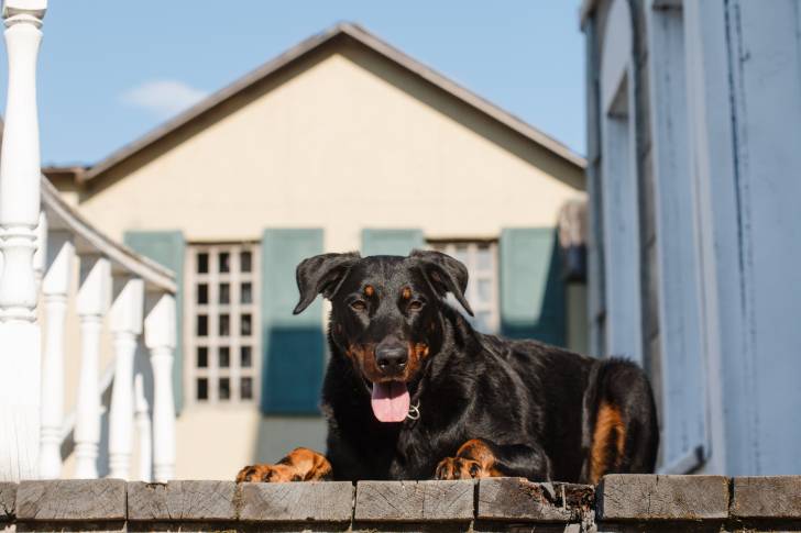 Un Beauceron allongé sur le porche d'une maison