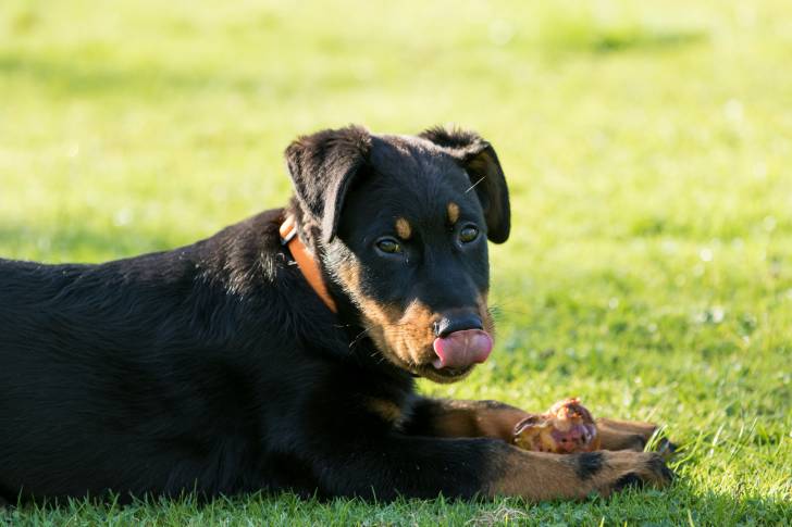 Un jeune Beauceron allongé dans l'herbe se lèche les babines 