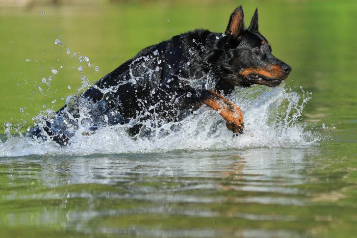 Un Beauceron qui saute dans l'eau