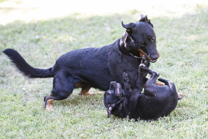 Un Beauceron qui joue avec un autre chien