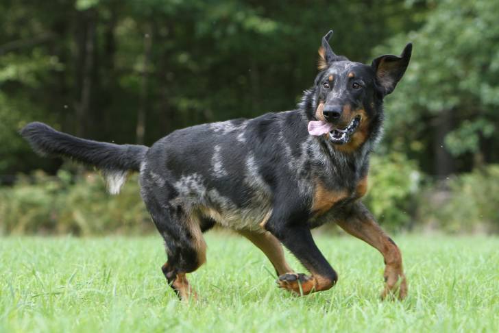 Un Beauceron bleu merle court dans l'herbe