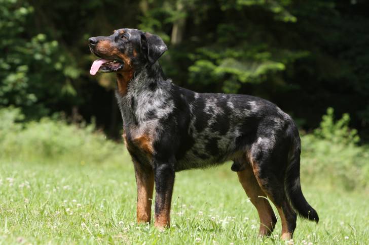 Un Beauceron en position statique dans l'herbe
