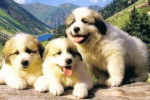 Montagne des Pyrénées - Chien de Montagne des Pyrénées