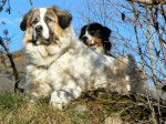 Echo 4 ans et Ginger 2 ans - Chien de Montagne des Pyrénées (4 ans)