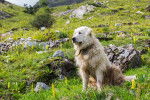 Photo Chien de Montagne des Pyrénées