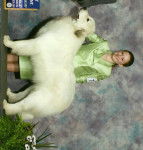 Thimle Farms The Magic Word/ Magic - Chien de Montagne des Pyrénées (2 ans)