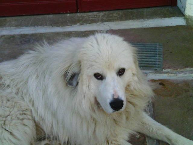 noustamic du neouvielle - Chien de Montagne des Pyrénées Mâle (13 ans)