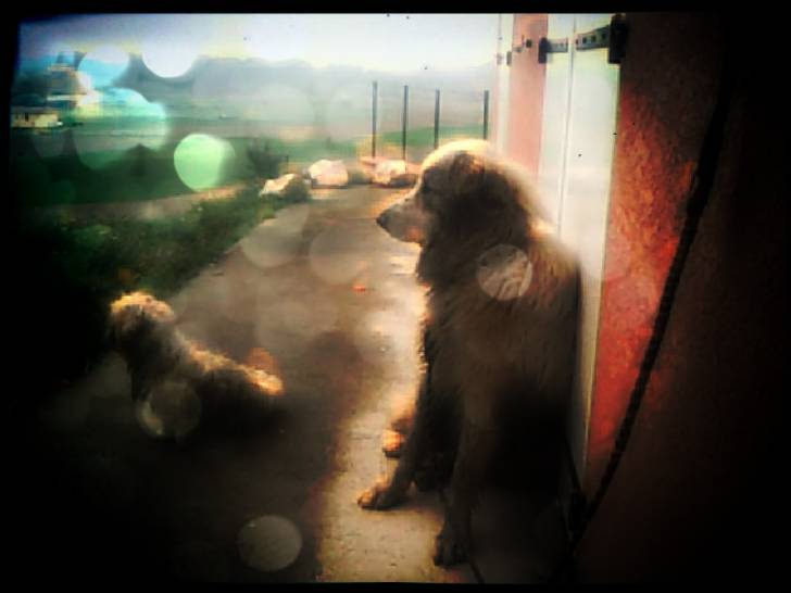 Saxo - Chien de Montagne des Pyrénées Mâle (9 mois)