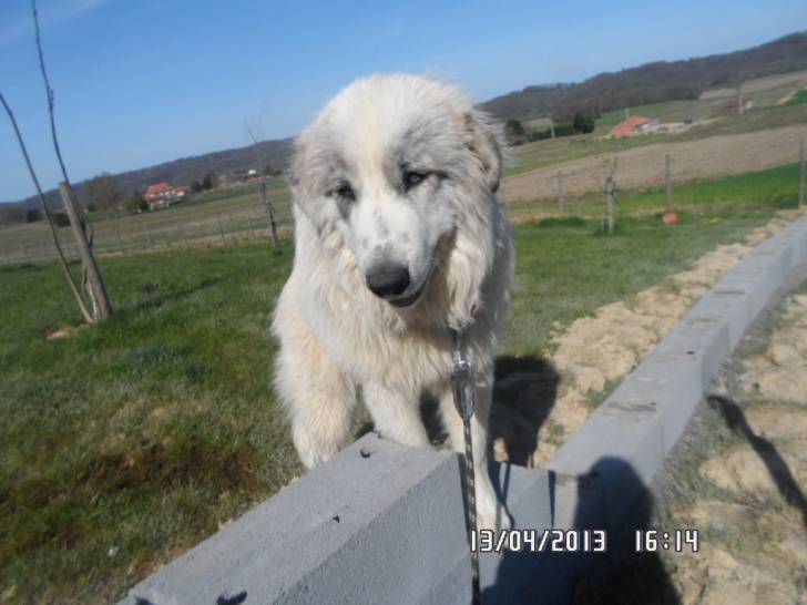 Saxo - Chien de Montagne des Pyrénées Mâle (10 mois)
