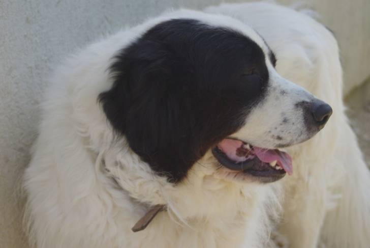 Erkos - Chien de Montagne des Pyrénées Mâle (4 ans)