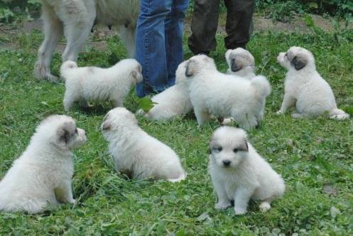 Wurf 2013 - Chien de Montagne des Pyrénées