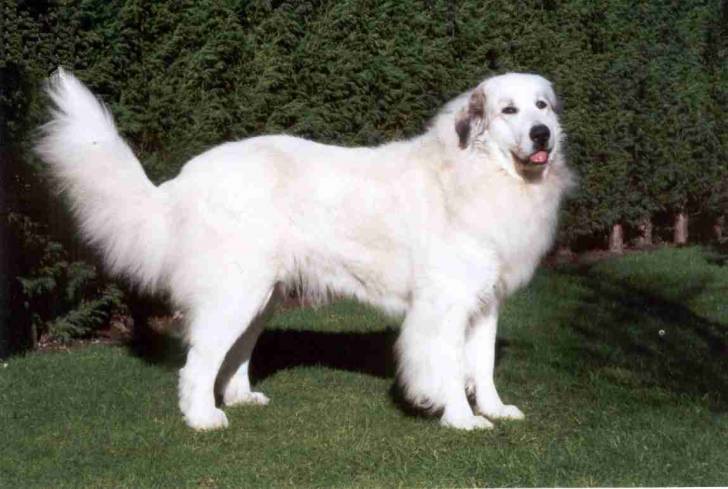 Churece - Chien de Montagne des Pyrénées (2 ans)