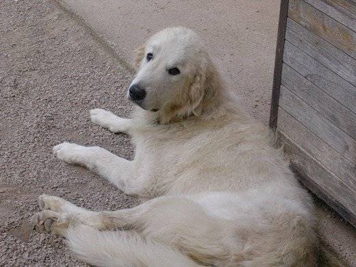 Neu (D.E.P) - Chien de Montagne des Pyrénées (2 ans)