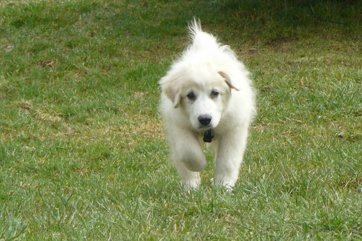 Lotus - Chien de Montagne des Pyrénées Mâle (5 mois)