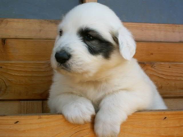 Chiot Montagne des Pyrénées - Chien de Montagne des Pyrénées