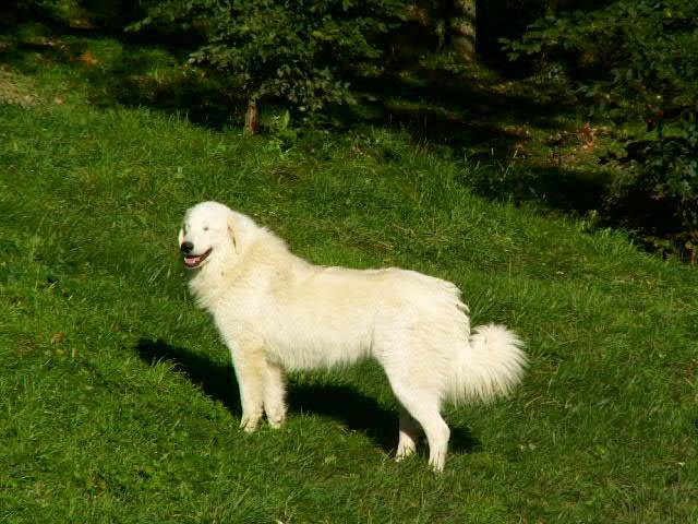 Angun - Chien de Montagne des Pyrénées
