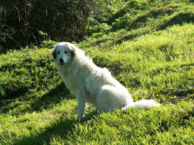 Bangie - Chien de Montagne des Pyrénées