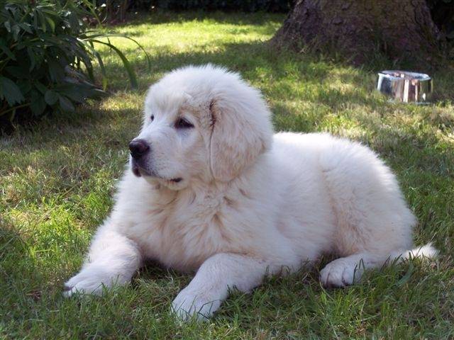 arrivée de Chteslaw. - Chien de Montagne des Pyrénées