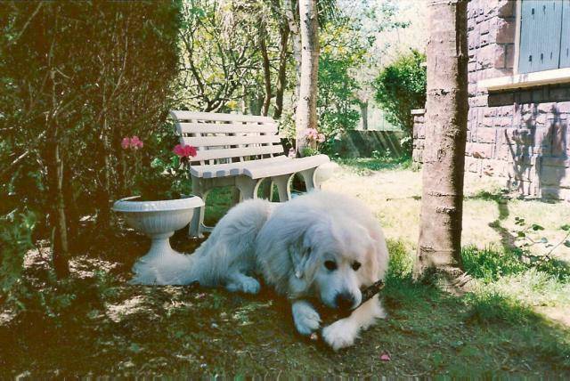 César Chien de Montagne des Pyrenees - Chien de Montagne des Pyrénées