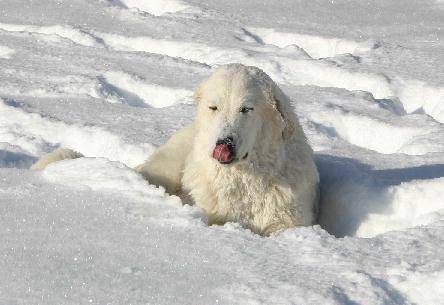 montagne des pyrenees - Chien de Montagne des Pyrénées