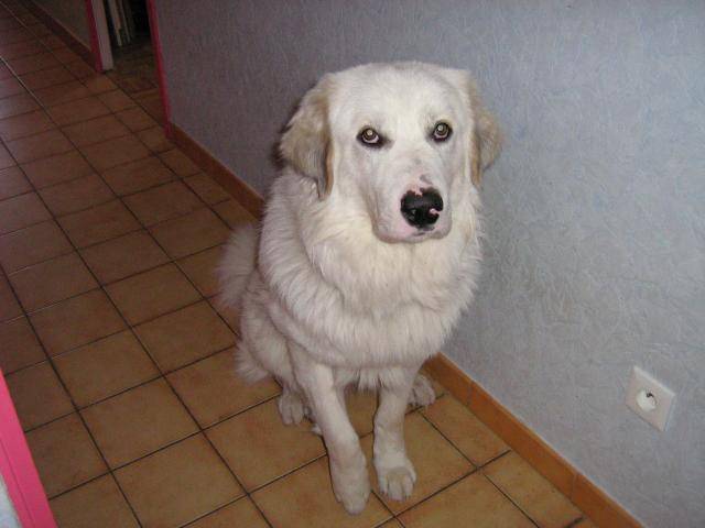 patou des pyrénées - Chien de Montagne des Pyrénées