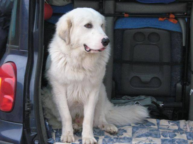 montagne des pyrénées: Edouard - Chien de Montagne des Pyrénées