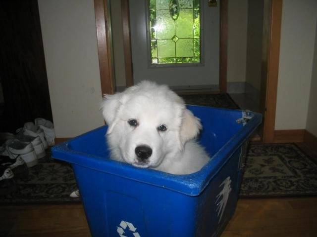 Alaska (montagne des pyrénées) - Chien de Montagne des Pyrénées