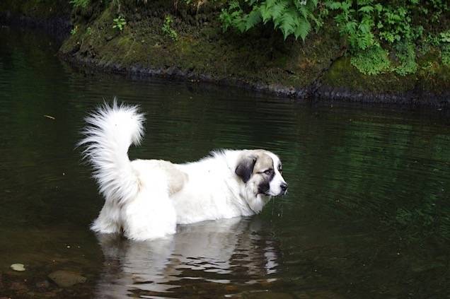 Echo 2 ans Montagne des Pyrénées - Chien de Montagne des Pyrénées (2 ans)