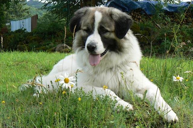Echo photo de Montagne des Pyrénées de 2 ans - Chien de Montagne des Pyrénées (2 ans)