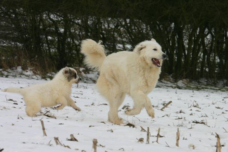 Photo Chien de Montagne des Pyrénées