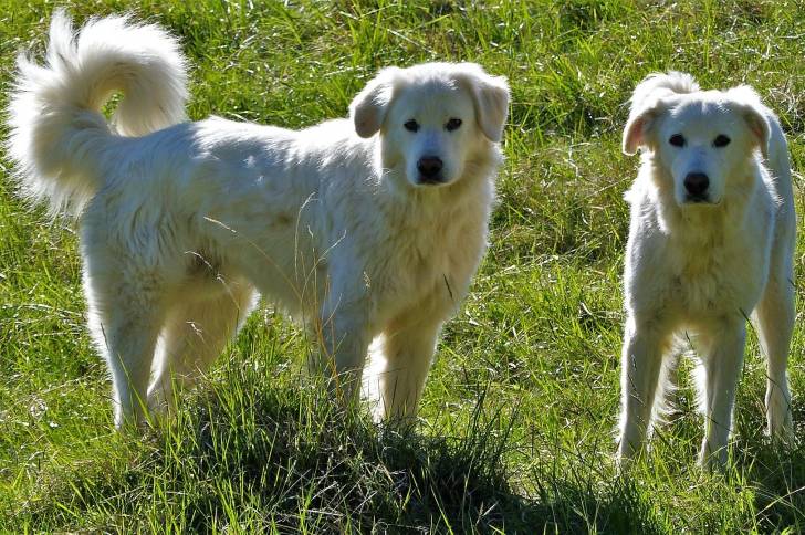 Photo Chien de Montagne des Pyrénées