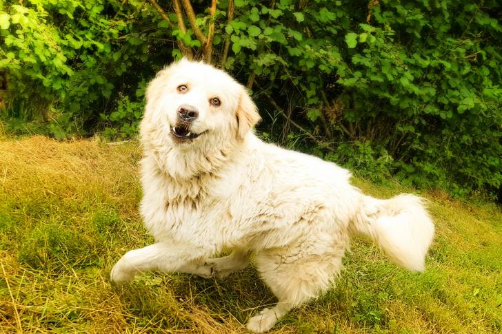 Photo Chien de Montagne des Pyrénées
