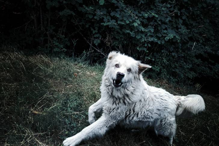 Photo Chien de Montagne des Pyrénées