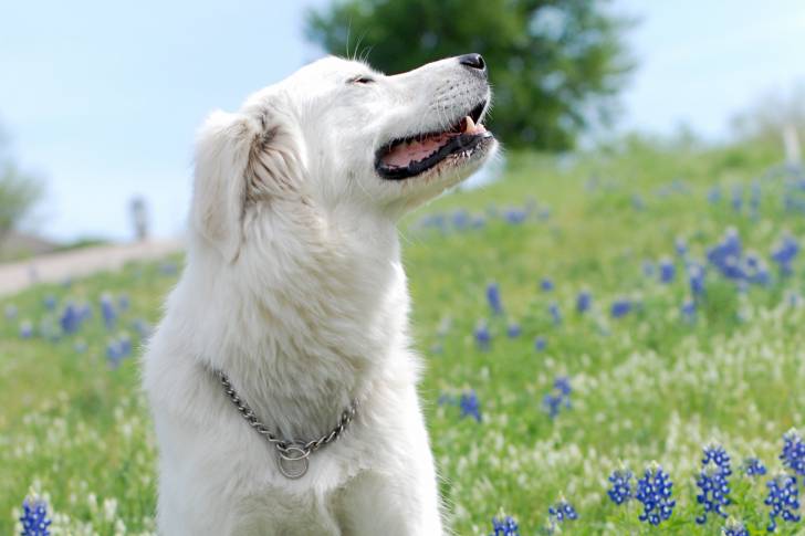 Photo Chien de Montagne des Pyrénées