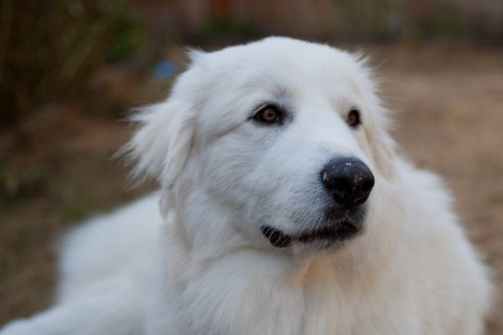 Photo Chien de Montagne des Pyrénées