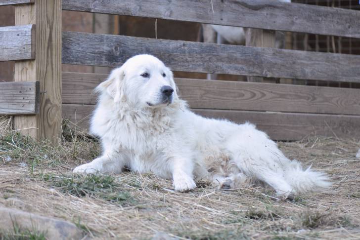 Photo Chien de Montagne des Pyrénées