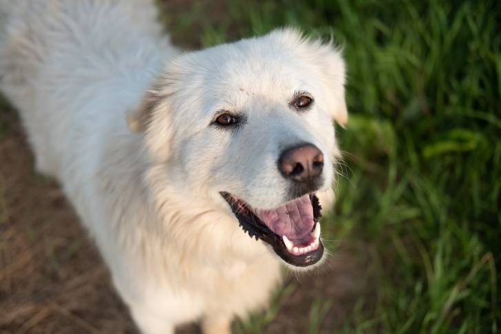 Photo Chien de Montagne des Pyrénées