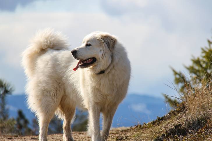 Un Patou dans la montagne