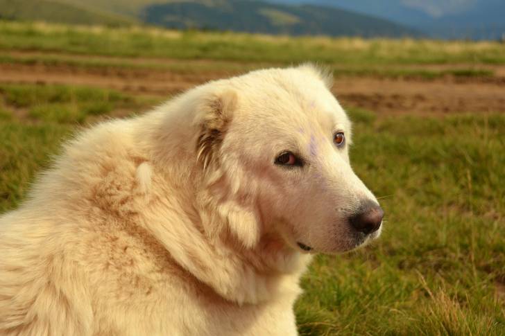 Photo Chien de Montagne des Pyrénées