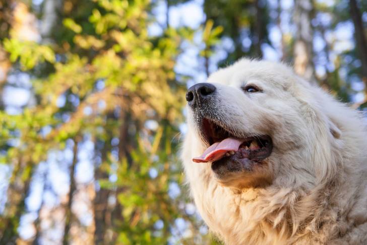 Photo Chien de Montagne des Pyrénées