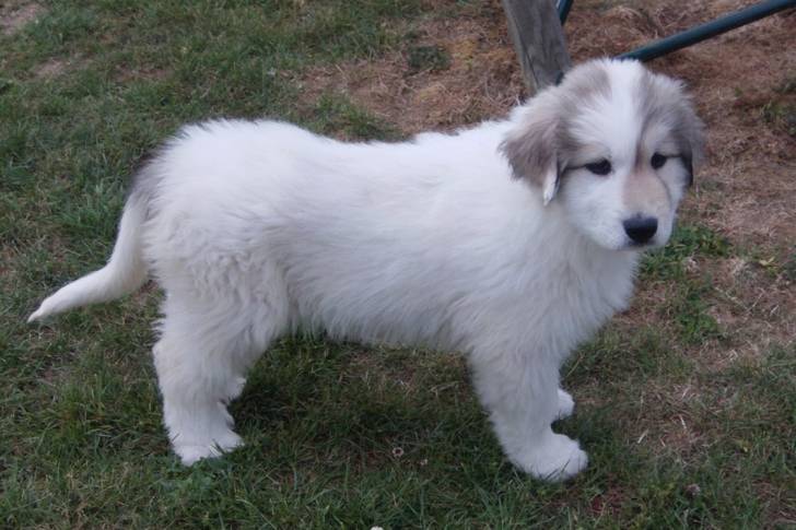 Dgena - Chien de Montagne des Pyrénées (1 an)