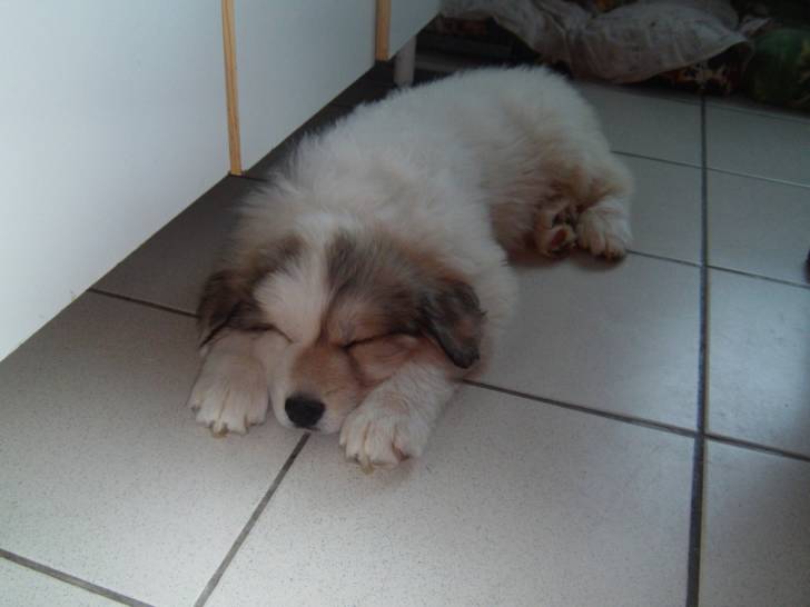 Dgena - Chien de Montagne des Pyrénées (1 an)