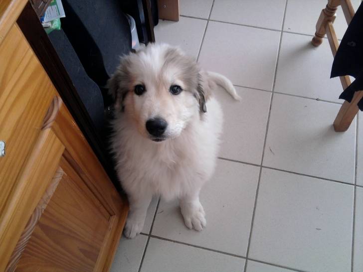 Dgena - Chien de Montagne des Pyrénées (1 an)