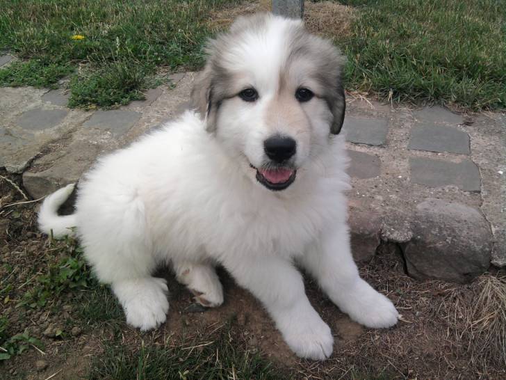 Dgena - Chien de Montagne des Pyrénées (1 an)