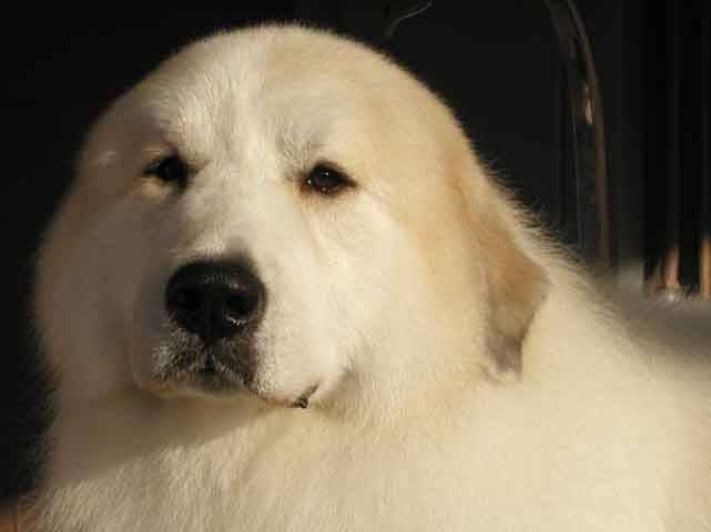Fame - Chien de Montagne des Pyrénées Mâle (Autre)